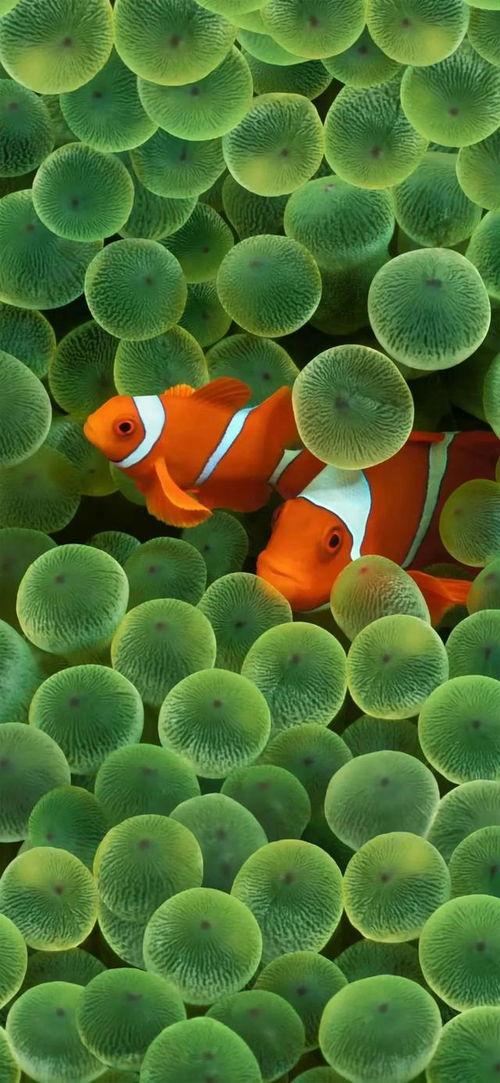 爆料小丑鱼视频大全最新,海洋精灵的奇幻世界